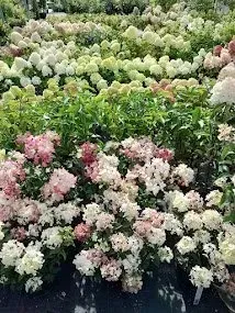 hortensia