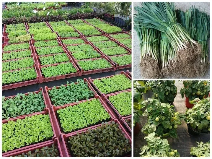 plants-de-salade-porette-tomates