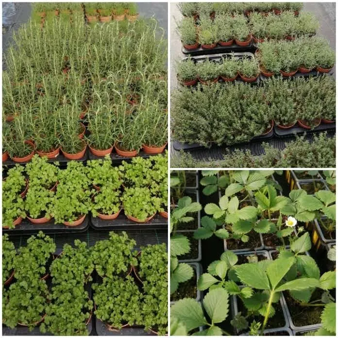 plantes-aromatiques-fraisiers