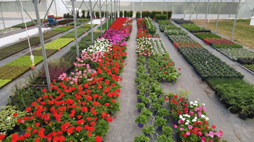 geranium