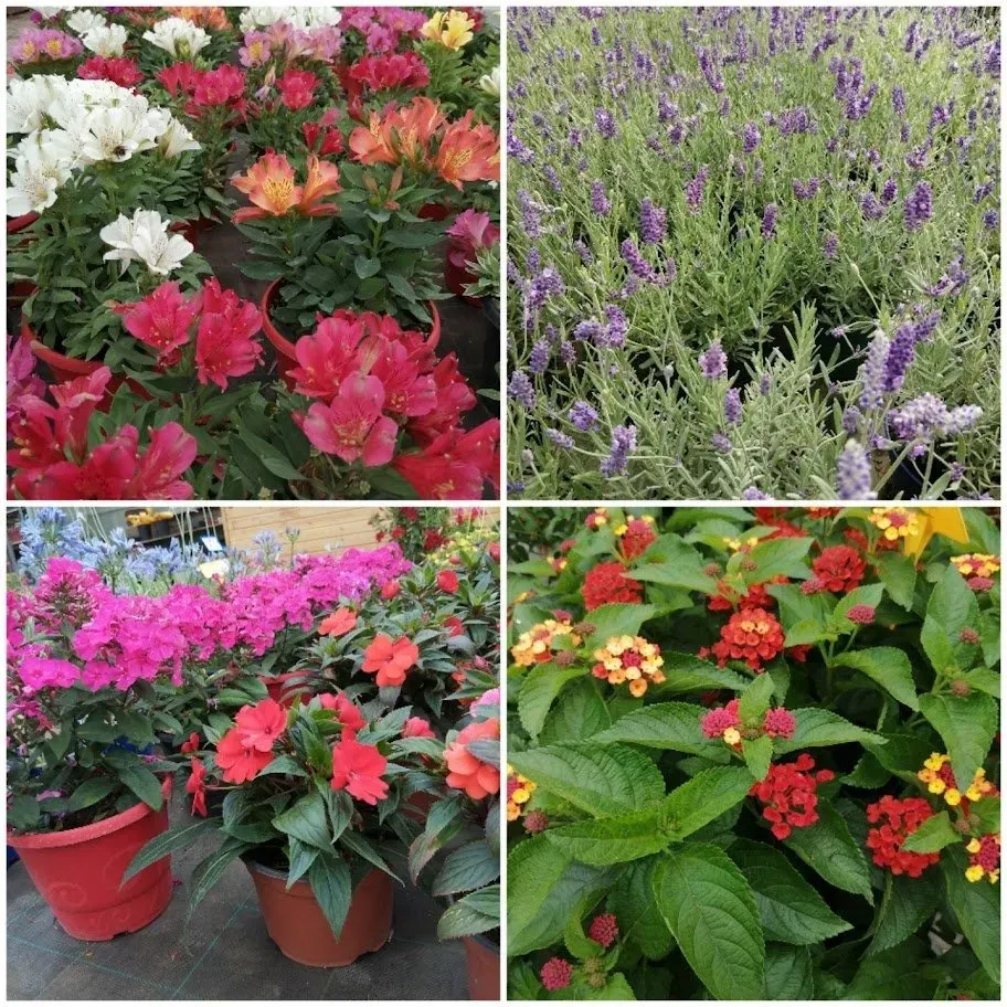 fleurs-montage