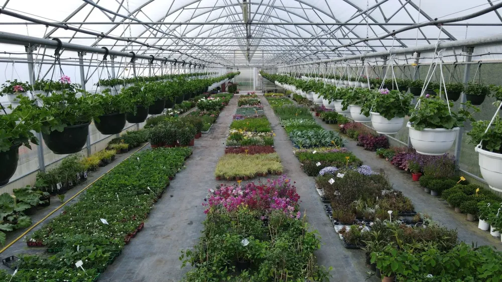plantation-fleurs
