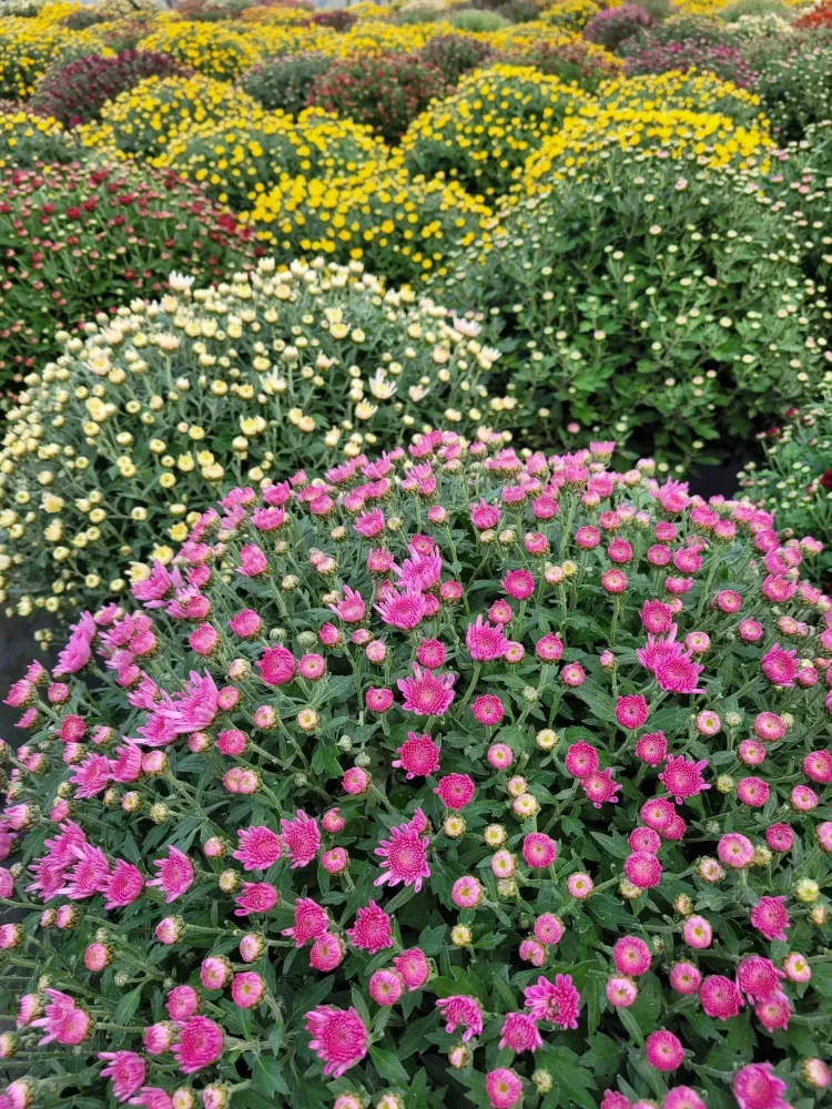chrysantheme
