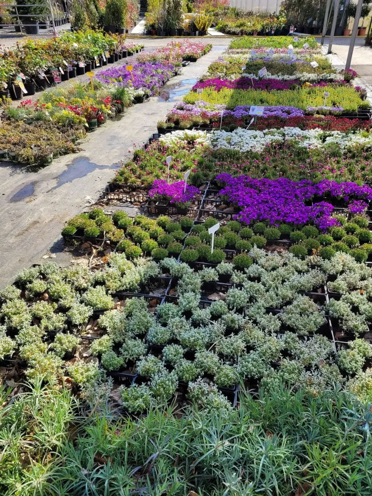 plantes-vivaces-recouvre-sol
