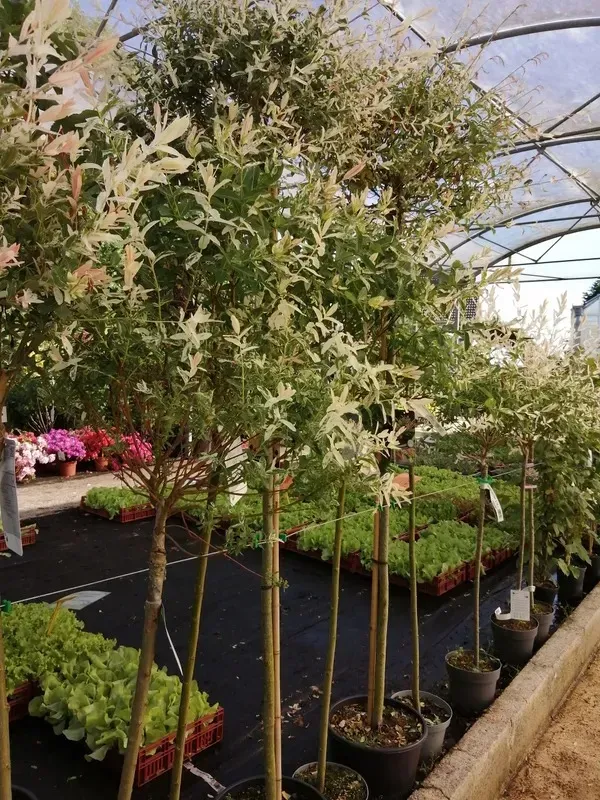 salix-saule-crevette