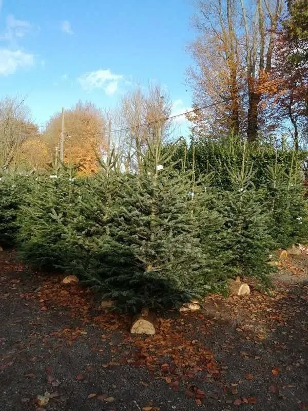 sapin-de-noel
