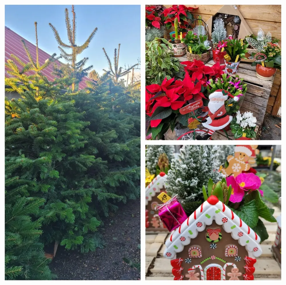 Vente de Sapins de Noël – Nordmann & Épicéa